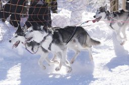Lenk 2013